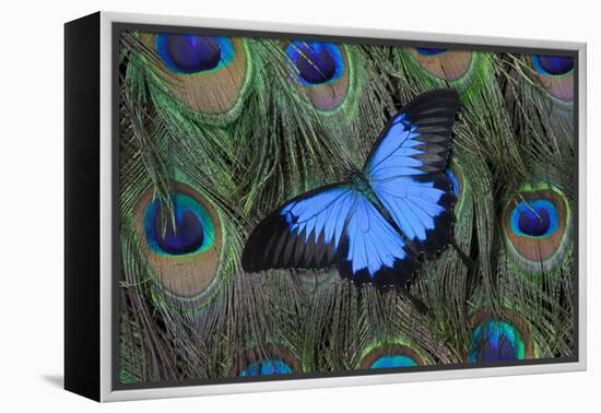 Blue Mountain Swallowtail Butterfly on Peacock Tail Feather Design-Darrell Gulin-Framed Premier Image Canvas