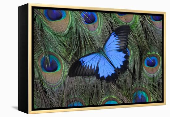 Blue Mountain Swallowtail Butterfly on Peacock Tail Feather Design-Darrell Gulin-Framed Premier Image Canvas