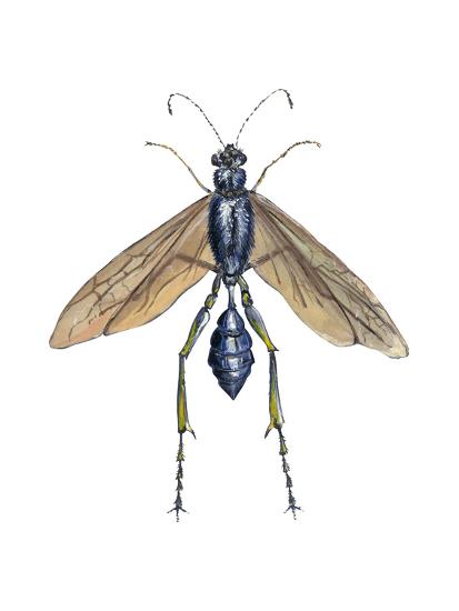 blue mud dauber chalybion