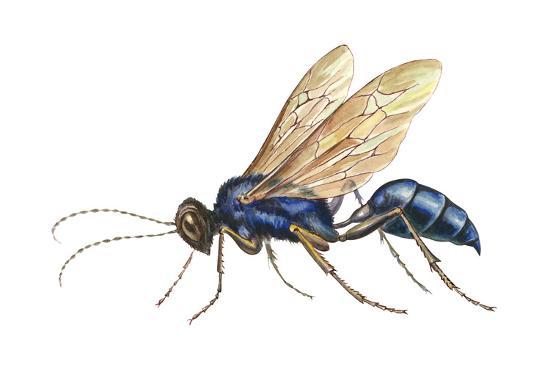 blue mud dauber chalybion californicum wasp insects art print by