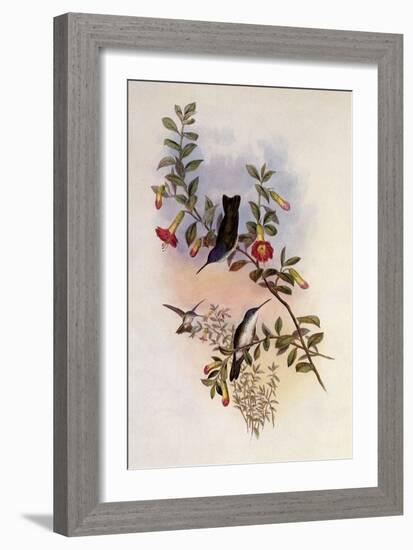 Blue-Necked Azure-Crown, Cyanomyia Cyanocollis-John Gould-Framed Giclee Print