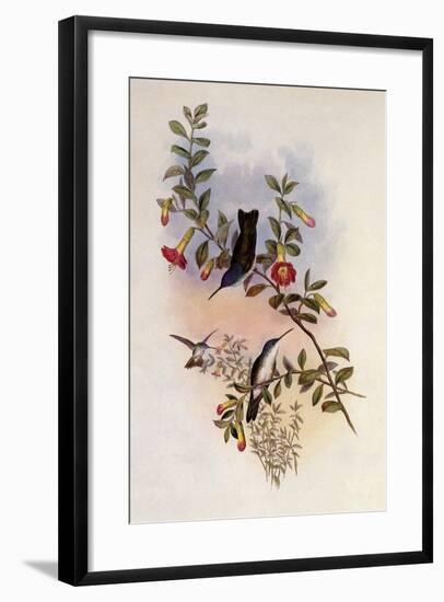 Blue-Necked Azure-Crown, Cyanomyia Cyanocollis-John Gould-Framed Giclee Print