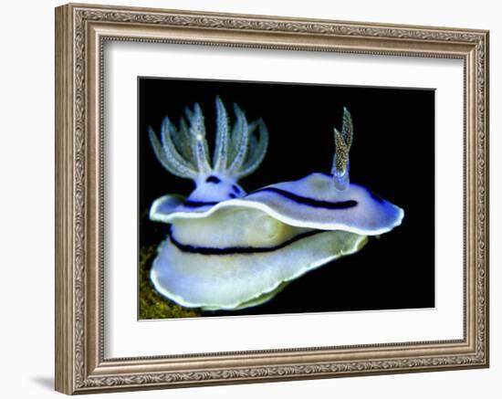 Blue Nudibranch, Glorious Sulawesi-Charles Glover-Framed Art Print