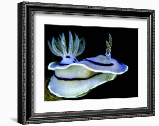 Blue Nudibranch, Glorious Sulawesi-Charles Glover-Framed Art Print