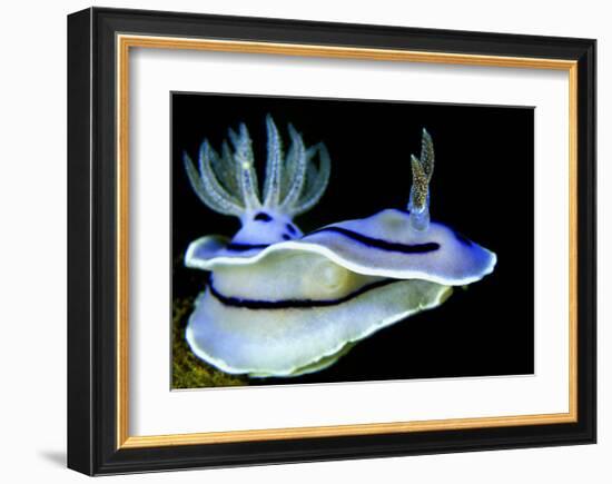 Blue Nudibranch, Glorious Sulawesi-Charles Glover-Framed Art Print