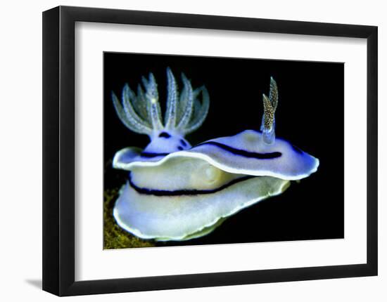 Blue Nudibranch, Glorious Sulawesi-Charles Glover-Framed Art Print