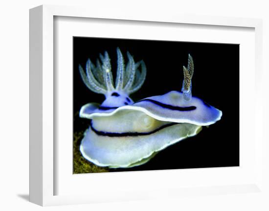 Blue Nudibranch, Glorious Sulawesi-Charles Glover-Framed Art Print