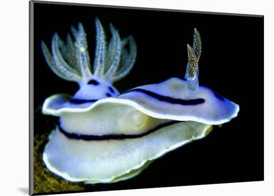 Blue Nudibranch, Glorious Sulawesi-Charles Glover-Mounted Art Print