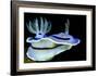 Blue Nudibranch, Glorious Sulawesi-Charles Glover-Framed Art Print
