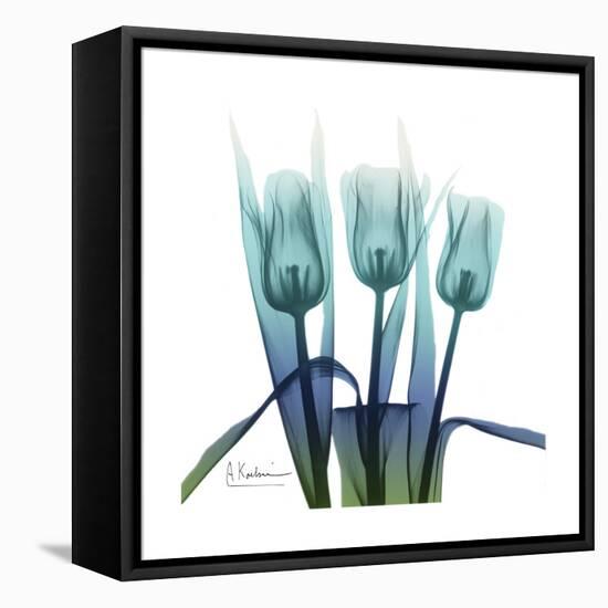 Blue Ombre Tulips-Albert Koetsier-Framed Stretched Canvas