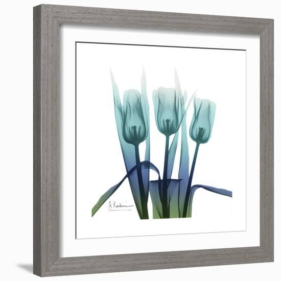 Blue Ombre Tulips-Albert Koetsier-Framed Art Print