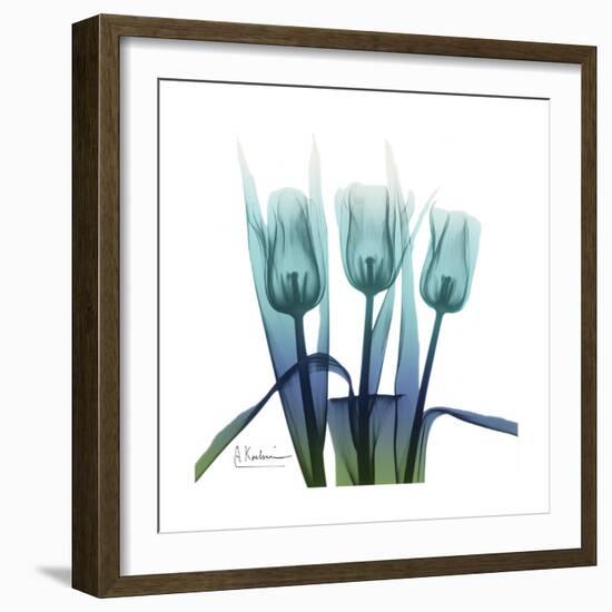 Blue Ombre Tulips-Albert Koetsier-Framed Art Print