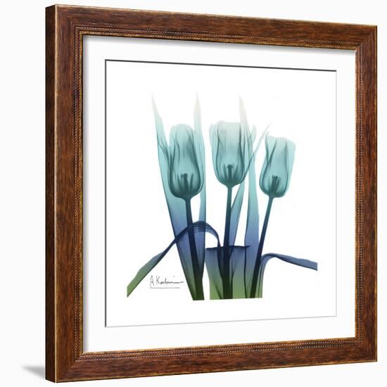 Blue Ombre Tulips-Albert Koetsier-Framed Art Print