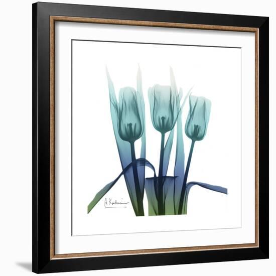 Blue Ombre Tulips-Albert Koetsier-Framed Art Print