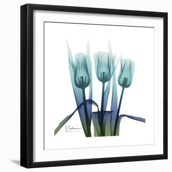 Blue Ombre Tulips-Albert Koetsier-Framed Art Print