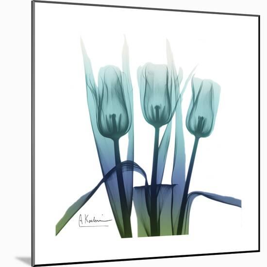 Blue Ombre Tulips-Albert Koetsier-Mounted Art Print