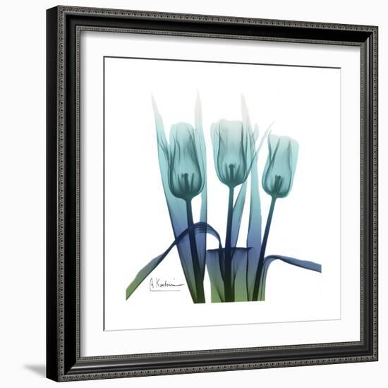 Blue Ombre Tulips-Albert Koetsier-Framed Art Print