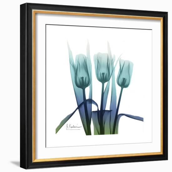 Blue Ombre Tulips-Albert Koetsier-Framed Art Print