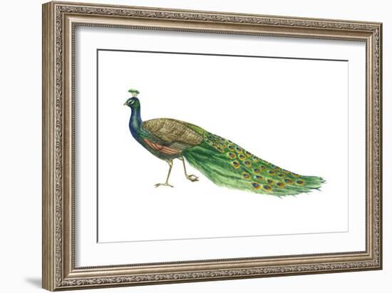 Blue or Indian Peafowl (Pavo Cristatus), Peacock, Birds-Encyclopaedia Britannica-Framed Art Print