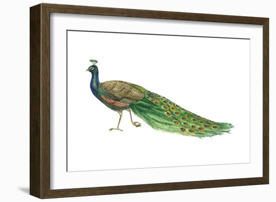 Blue or Indian Peafowl (Pavo Cristatus), Peacock, Birds-Encyclopaedia Britannica-Framed Art Print