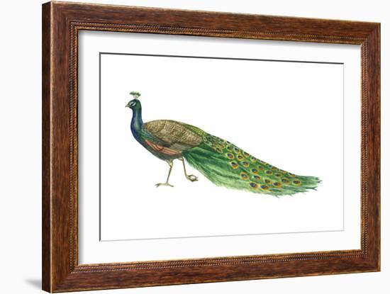 Blue or Indian Peafowl (Pavo Cristatus), Peacock, Birds-Encyclopaedia Britannica-Framed Art Print