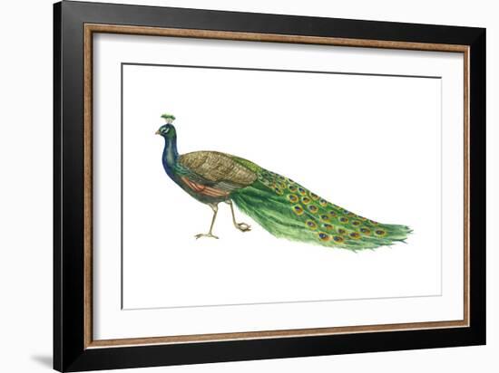 Blue or Indian Peafowl (Pavo Cristatus), Peacock, Birds-Encyclopaedia Britannica-Framed Art Print