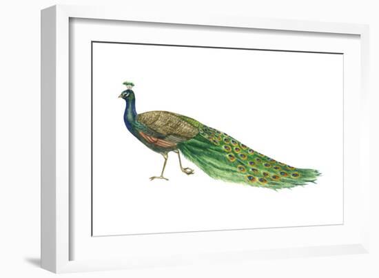 Blue or Indian Peafowl (Pavo Cristatus), Peacock, Birds-Encyclopaedia Britannica-Framed Art Print