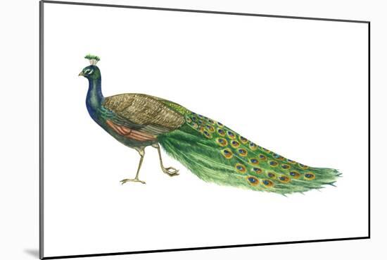 Blue or Indian Peafowl (Pavo Cristatus), Peacock, Birds-Encyclopaedia Britannica-Mounted Art Print