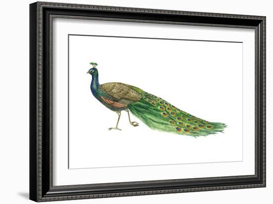 Blue or Indian Peafowl (Pavo Cristatus), Peacock, Birds-Encyclopaedia Britannica-Framed Art Print