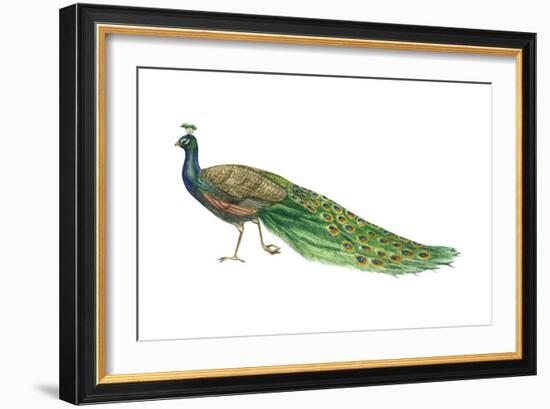 Blue or Indian Peafowl (Pavo Cristatus), Peacock, Birds-Encyclopaedia Britannica-Framed Art Print