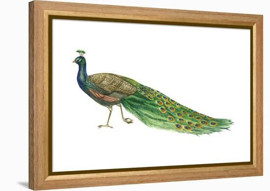 Blue or Indian Peafowl (Pavo Cristatus), Peacock, Birds-Encyclopaedia Britannica-Framed Stretched Canvas