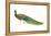 Blue or Indian Peafowl (Pavo Cristatus), Peacock, Birds-Encyclopaedia Britannica-Framed Stretched Canvas