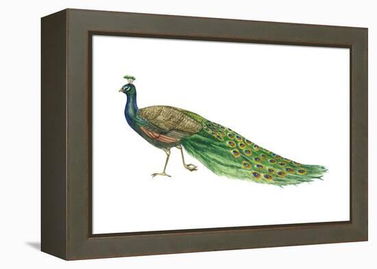 Blue or Indian Peafowl (Pavo Cristatus), Peacock, Birds-Encyclopaedia Britannica-Framed Stretched Canvas