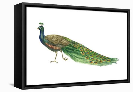 Blue or Indian Peafowl (Pavo Cristatus), Peacock, Birds-Encyclopaedia Britannica-Framed Stretched Canvas