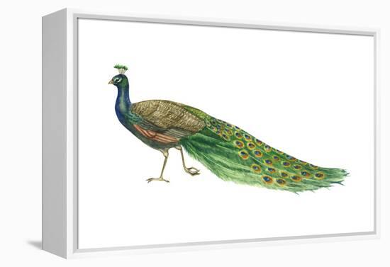 Blue or Indian Peafowl (Pavo Cristatus), Peacock, Birds-Encyclopaedia Britannica-Framed Stretched Canvas