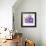 Blue Orchid-null-Framed Art Print displayed on a wall