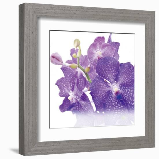 Blue Orchid-null-Framed Art Print