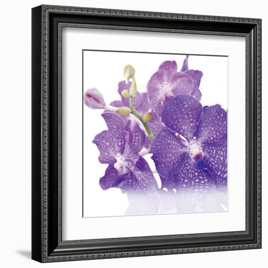 Blue Orchid-null-Framed Art Print