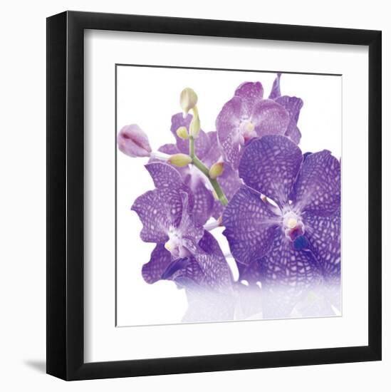 Blue Orchid-null-Framed Art Print