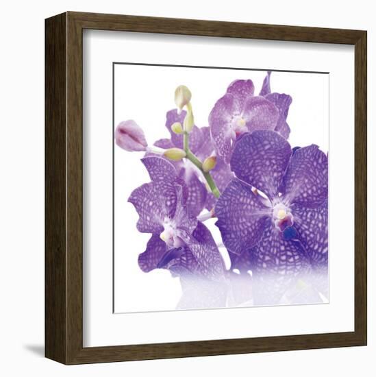 Blue Orchid-null-Framed Art Print