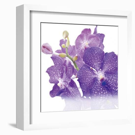 Blue Orchid-null-Framed Art Print