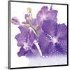 Blue Orchid-null-Mounted Art Print