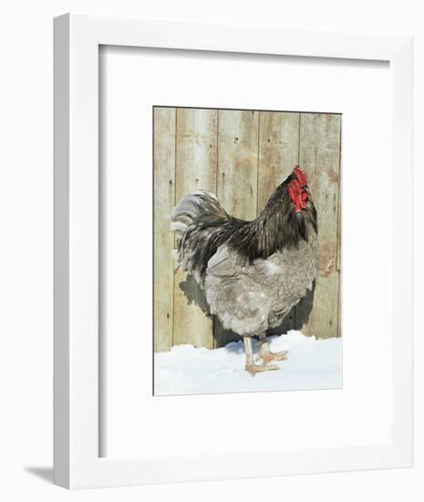Blue Orpington Domestic Chicken, in Snow, USA-Lynn M. Stone-Framed Premium Photographic Print