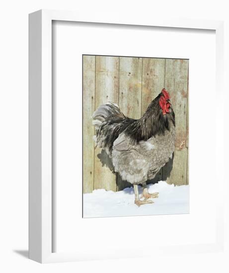 Blue Orpington Domestic Chicken, in Snow, USA-Lynn M. Stone-Framed Premium Photographic Print