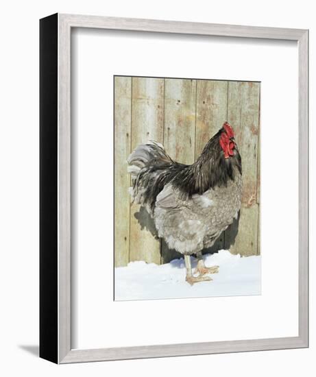 Blue Orpington Domestic Chicken, in Snow, USA-Lynn M. Stone-Framed Premium Photographic Print