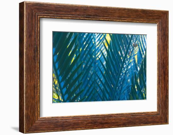 Blue Palms, Antibes-Caroyl La Barge-Framed Photographic Print