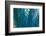 Blue Palms, Antibes-Caroyl La Barge-Framed Photographic Print