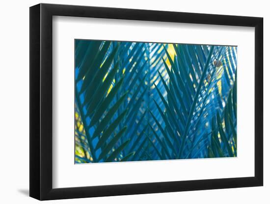 Blue Palms, Antibes-Caroyl La Barge-Framed Photographic Print