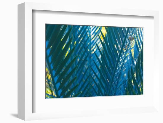 Blue Palms, Antibes-Caroyl La Barge-Framed Photographic Print