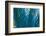 Blue Palms, Antibes-Caroyl La Barge-Framed Photographic Print